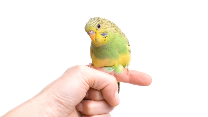 A colorful budgie standing calmly on its sitter’s finger, showing trust and bonding.