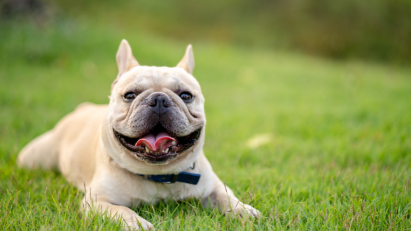 A friendly French Bulldog sitting on the grass with a grey coat, looking happy and relaxed.