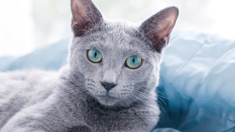 Beautiful Russian Blue cat sitting comfortably on sofa