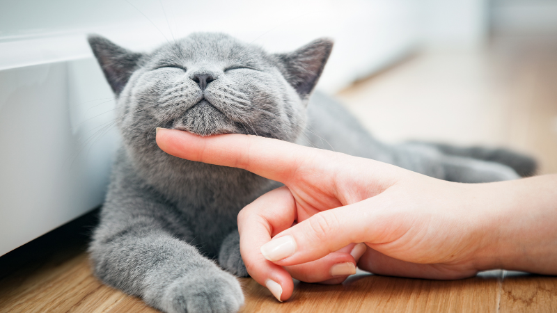 British Shorthair cat in Dubai being gently lifted by a finger for a cute close-up indoors.