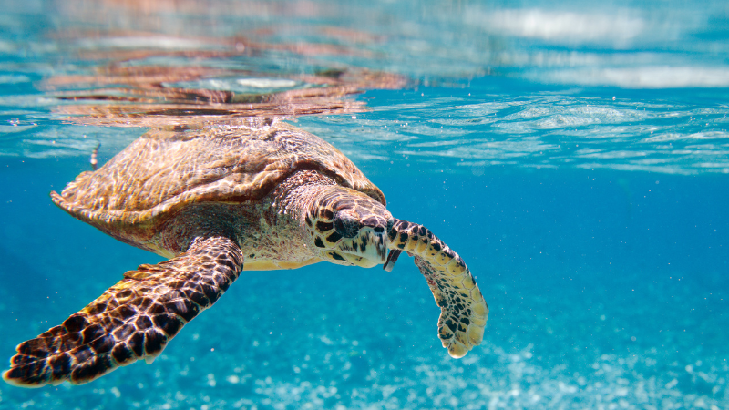 Sea turtle swimming near the coast of Dubai, showcasing marine life and ocean habitat