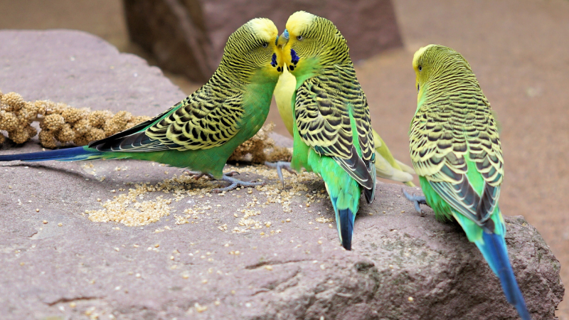 Three vibrant budgies perched together on a stone, enjoying nature.
