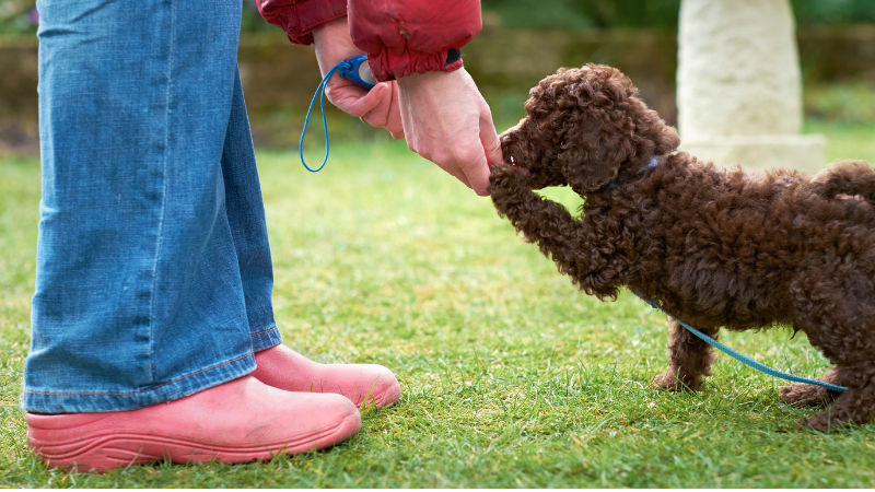 Miniature Poodle puppy placing its paw on a soft green grass in Dubai
