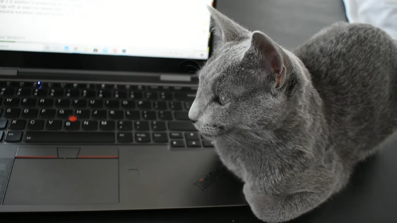 Russian Blue cat sitting in font of computer at pet sitter’s home