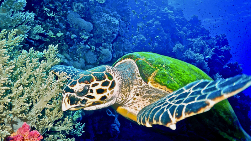 Hawksbill turtle swimming in Dubai coastal waters, showcasing its colorful shell and marine habitat