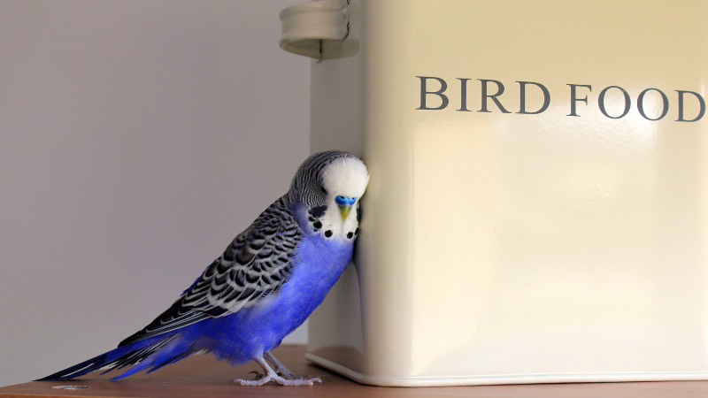 A budgie eating from its food box, enjoying seeds and pellets.