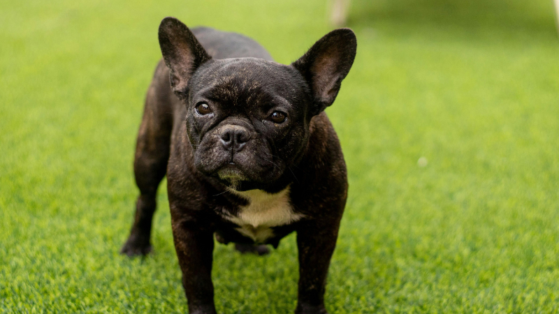 A blue French Bulldog standing on green grass, looking alert and playful.