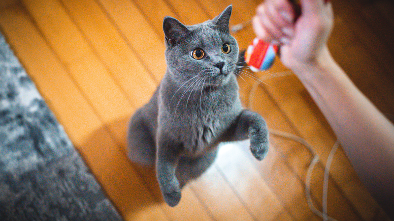 British Shorthair cat playing with a Pawland cat sitter at their home in Dubai.