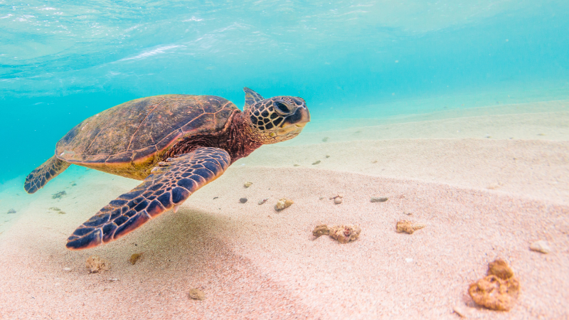 Green sea turtle swimming in Dubai coastal waters, highlighting marine life and natural habitat
