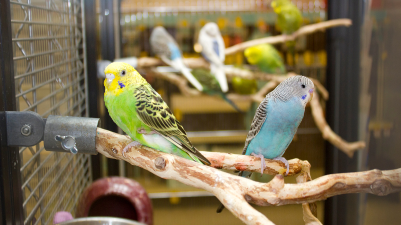 Several colorful budgies gathered inside a cage, resting and interacting playfully. 