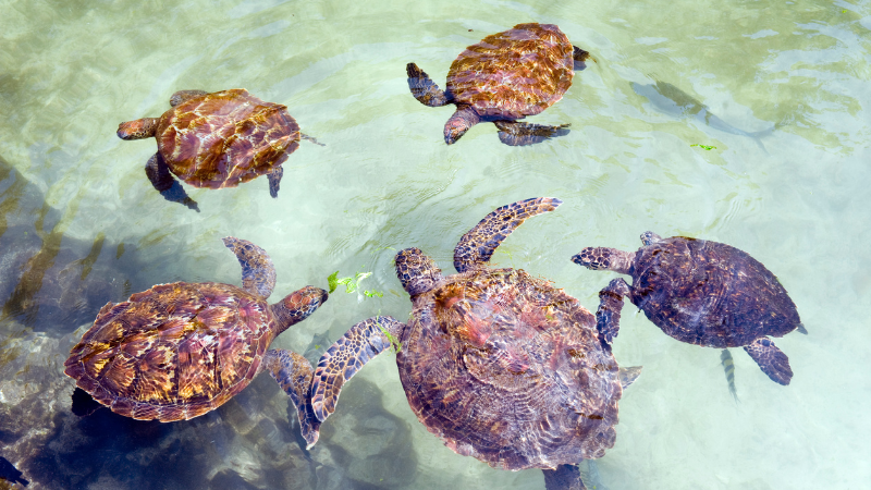 Zanzibar sea turtles swimming near coral reefs, showcasing marine life and natural coastal habitat