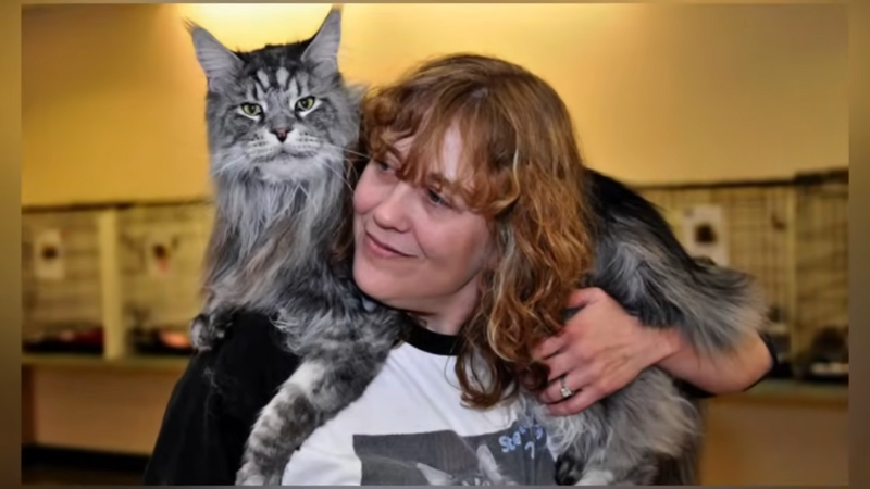 Baribo Maine Coon cat sitting in a car held by a Pawland pet sitter, showing his large size and fluffy fur