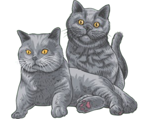 2 british shorthair cat setting a place
