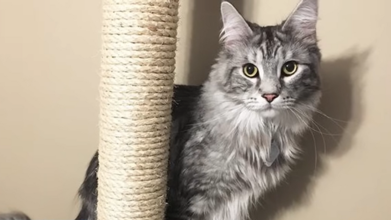 Cygnus Maine Coon cat sitting in a playground at Pawland pet sitter’s home, showing his majestic size and fluffy tail.