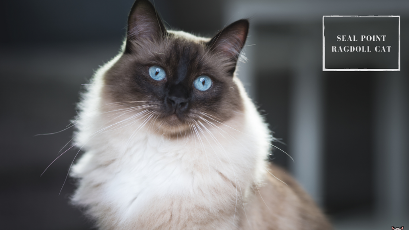 Seal Ragdoll cat sitting gracefully with dark brown points and a light tan body