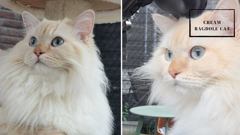 Fluffy Cream Ragdoll cat sitting gracefully with soft, warm-toned fur