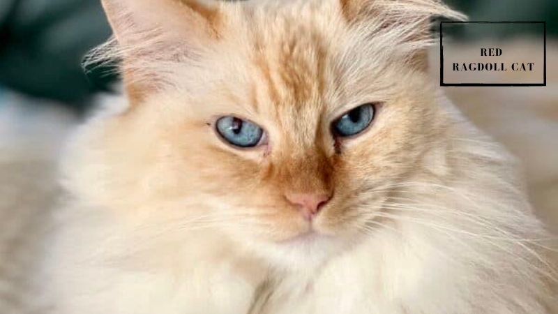 Beautiful Red Ragdoll cat with fiery-colored markings and signature blue eyes