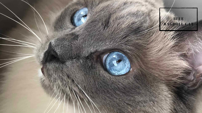 Blue Ragdoll cat with soft bluish-gray coat and darker gray points