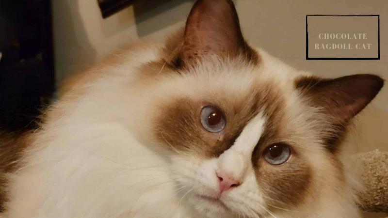 Beautiful Chocolate Ragdoll cat showing light to dark brown color pattern