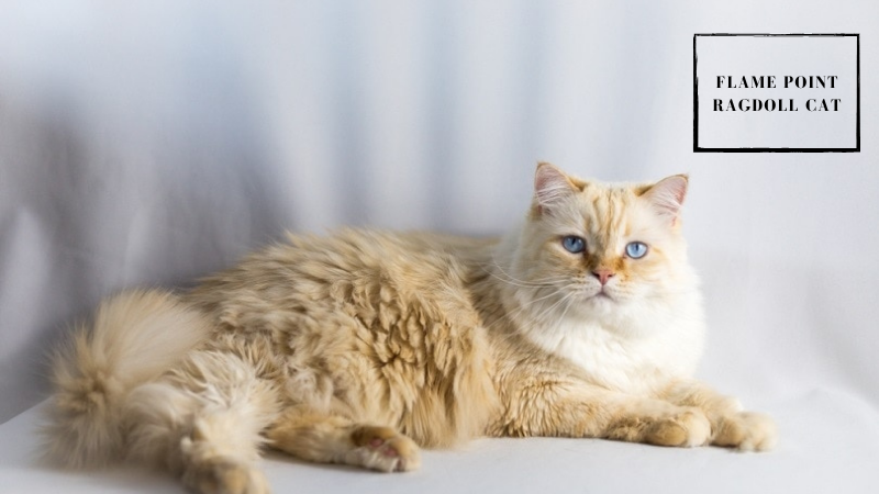Lilac Ragdoll cat resting, highlighting pinkish-gray ears, tail, and paws