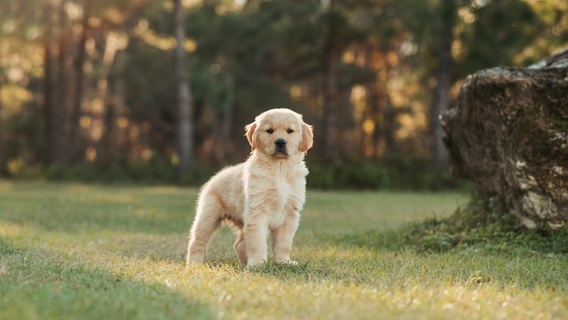 Baby Golden Retriever puppy sitting on the grass with a green mark on its forehead.