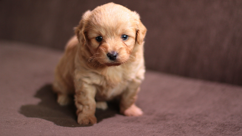 a baby Golden Retriever sitting on floor