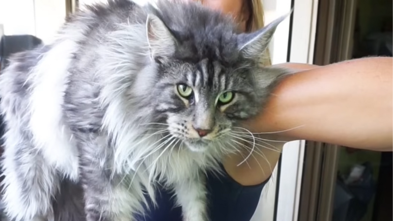 Cute Helios Maine Coon cat being held gently by a pet sitter, showing his fluffy fur and calm expression.