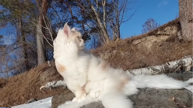 Lotus Maine Coon cat looking sideways in a playground, showing his large fluffy body and striking tabby coat