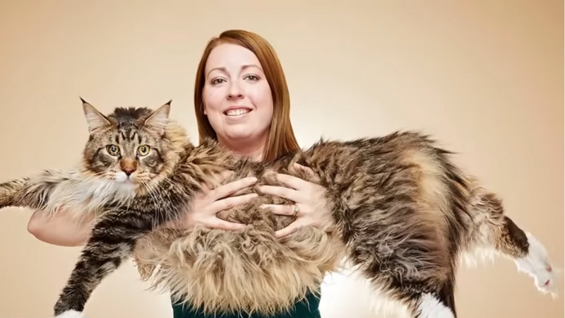 Pet sitter at Pawland holding huge Ludo Maine Coon cat in a room, showing his massive size and fluffy coa