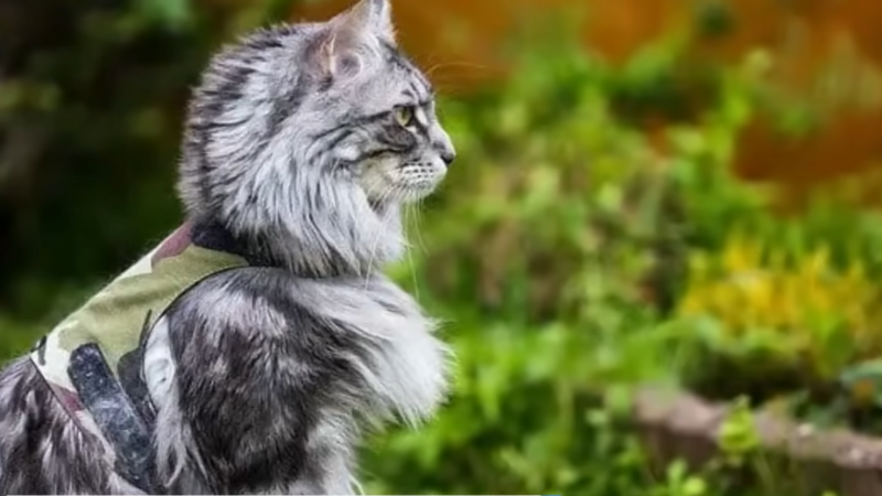 Moonwalk Magnum Maine Coon cat looking sideways in a garden, showing his large fluffy body and white-gray coat