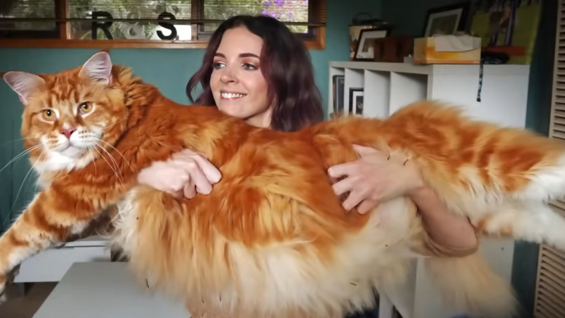 Omar Maine Coon cat being held by a Pawland pet sitter, highlighting his enormous frame and calm expression