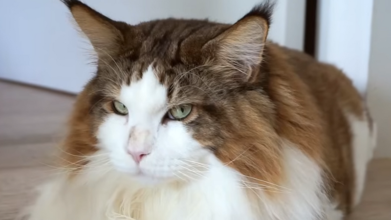 Samson Maine Coon cat glaring in rage with white background, showing his grumpy expression