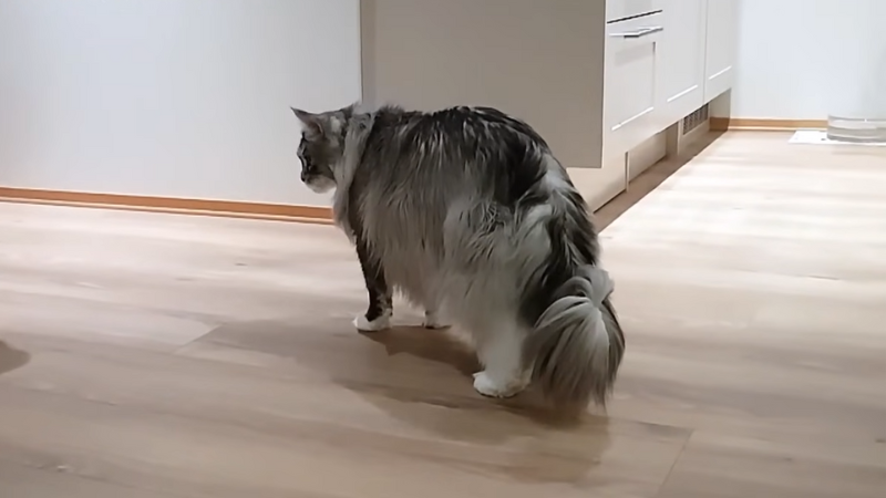 Stewie Maine Coon cat walking across the floor, showing his long body and fluffy tail.