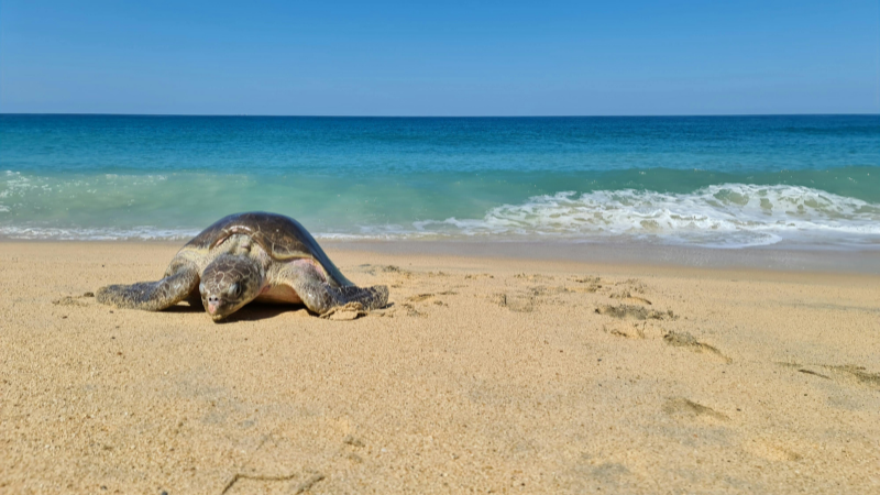 Turtle on a sandy sea beach, basking in the sun near the ocean, showcasing wildlife and marine habitat