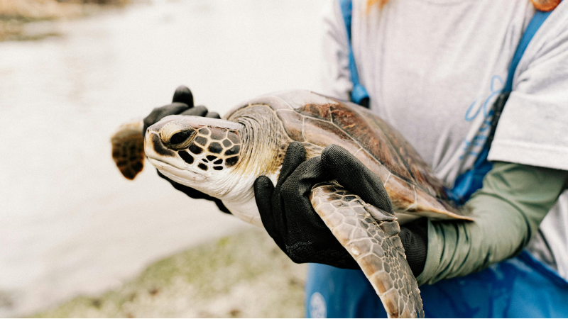 Girl holding a sea turtle gently, showcasing interaction with wildlife and marine conservation