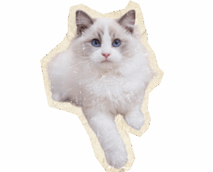 a Ragdoll Cats with white color background