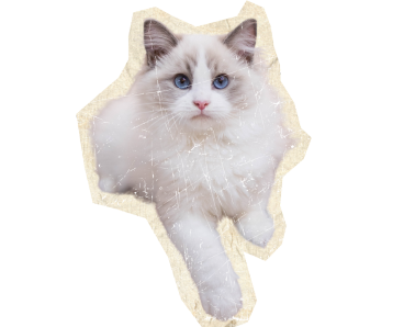 a Ragdoll Cats with white color background