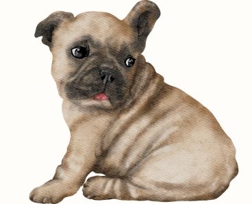 a baby french bulldog is setting on a place