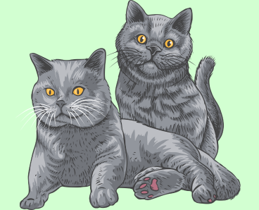 2 british shorthair cat setting a place