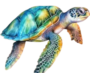 Tortoise