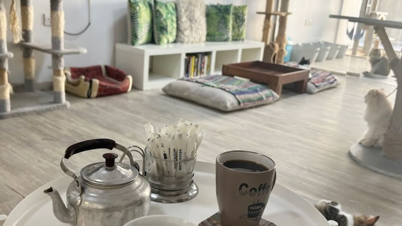 Ailuromania Cat Café room with tea catle in dubai