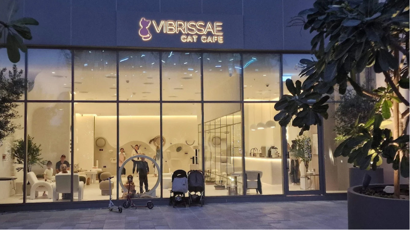 Cat Cafe Vibrissae out of full view at Dubai Creek Harbour