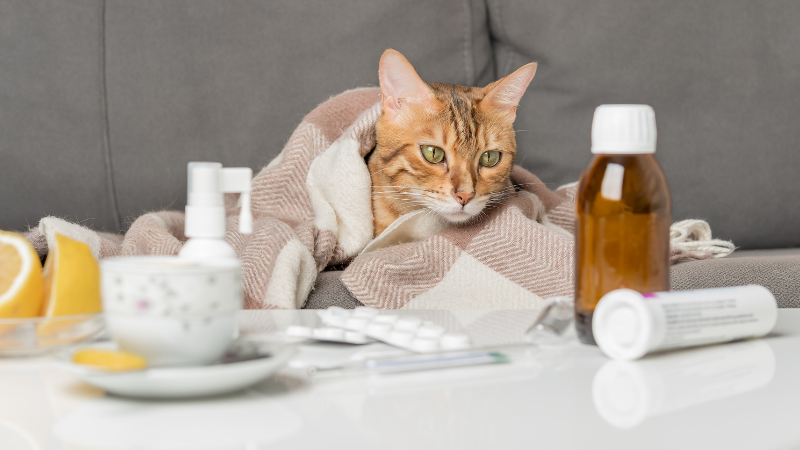 A cat sitting calmly with medicine placed in front of it, showing pet health care and treatment