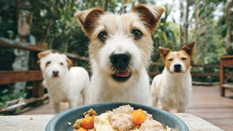 Three dogs are there, one of them is in front with dog food on the table, and the dogs are white.