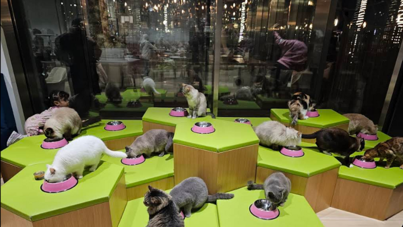 6 more cats eat food together at meow cafe