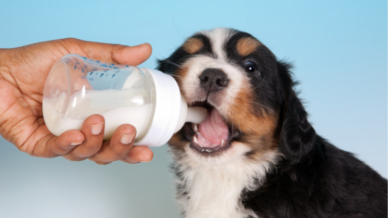 A dog being fed milk with a feeder inside a home setting.