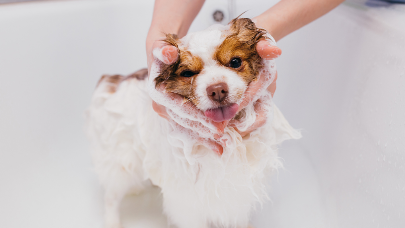 A pet sitter giving a dog a bath at home, with the dog enjoying the grooming session.