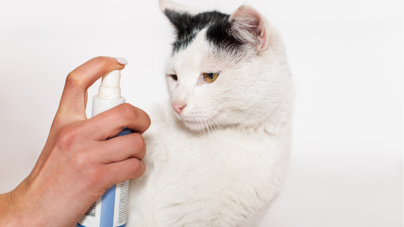 A cat sitter gently spraying a white cat during a grooming session at home.