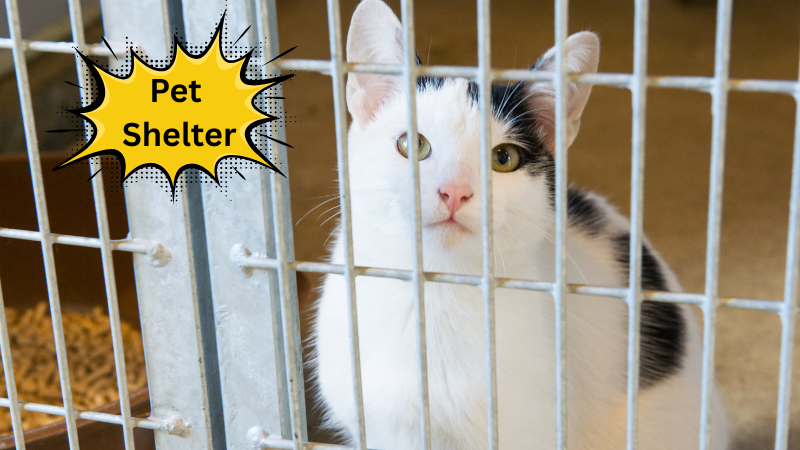 A friendly tabby cat available for adoption at a Sharjah animal shelter