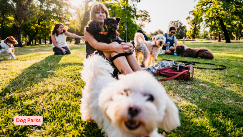 a dog with owner in dubai dog park